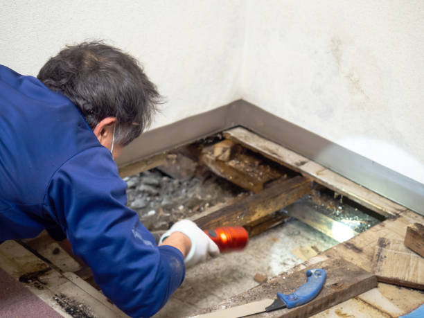 El Campo, TX Mold Removal Company