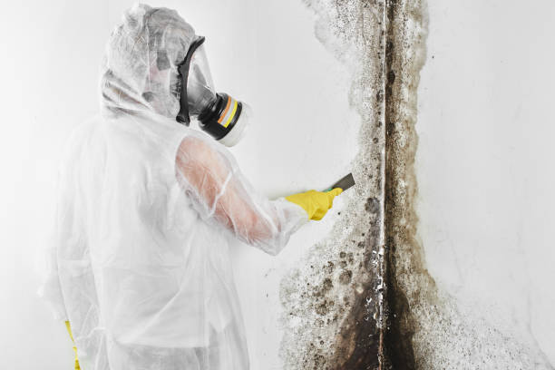 Best Mold Testing and Removal  in El Campo, TX