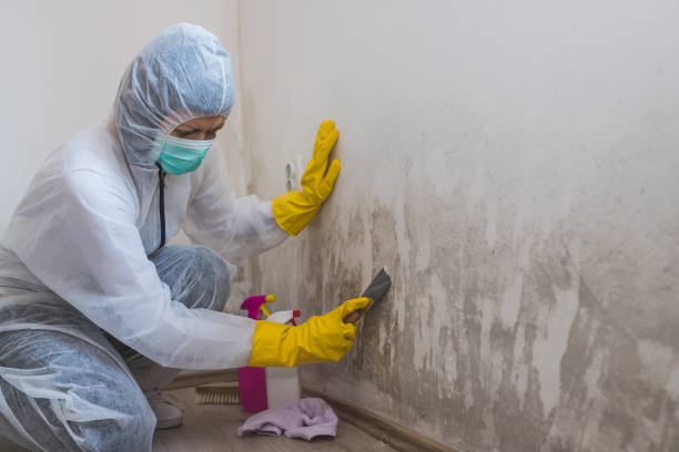 Certified Mold Removal in El Campo, TX