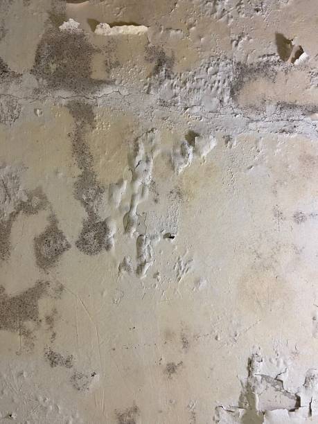 Best Mold Damage Repair  in El Campo, TX