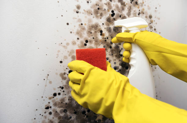 Best Mold Remediation  in El Campo, TX