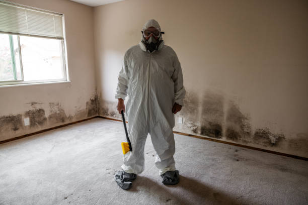 Best Attic Mold Removal  in El Campo, TX