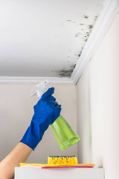 Best Residential Mold Removal  in El Campo, TX